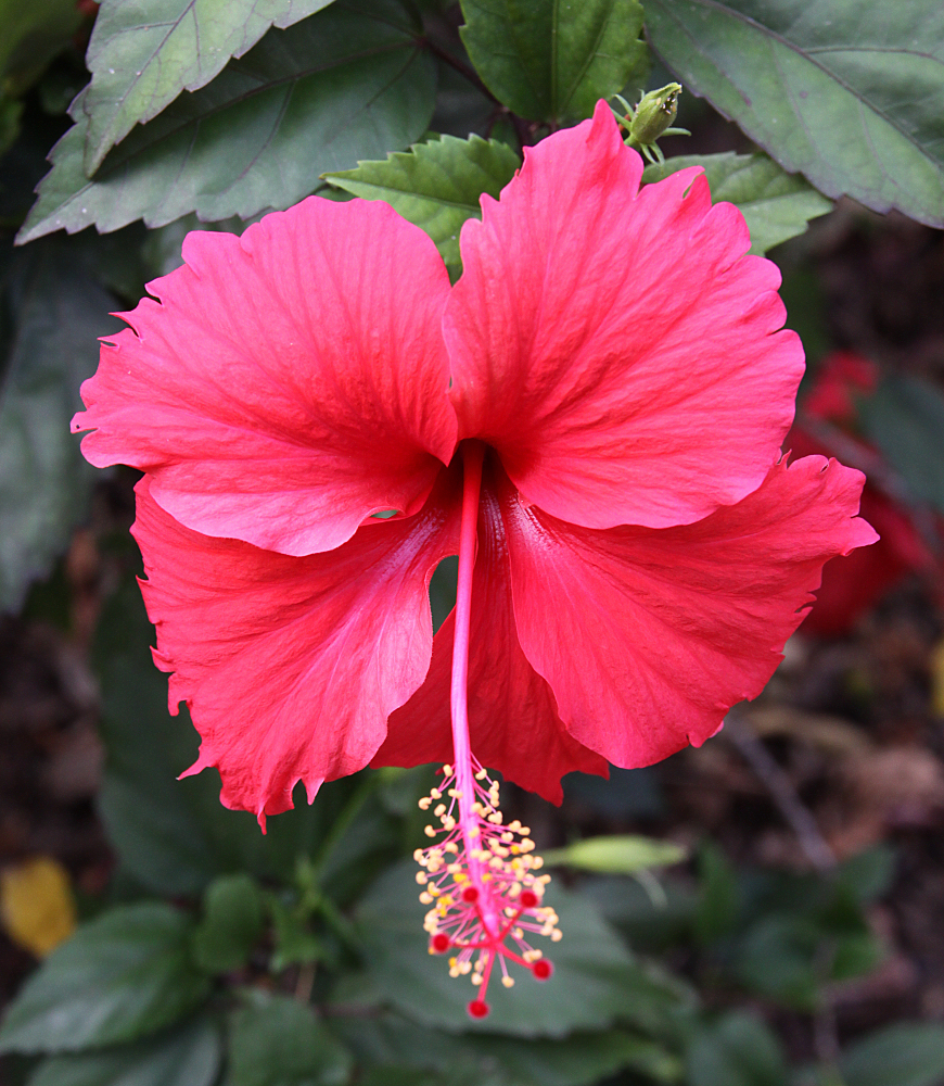 Hibiscus flower of the Caribbean